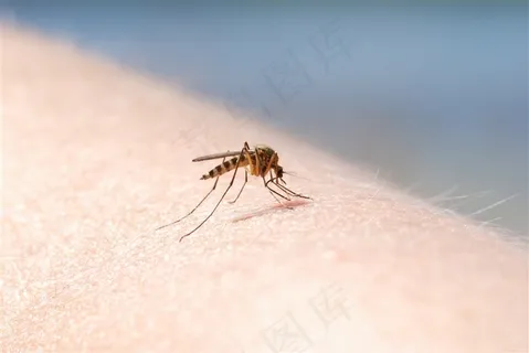 蚊子昆虫害虫特写 蚊子昆虫害虫特写