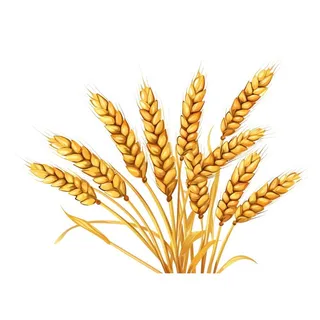 小麦麦穗金黄免抠