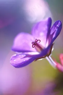 唯美紫色鲜花图片