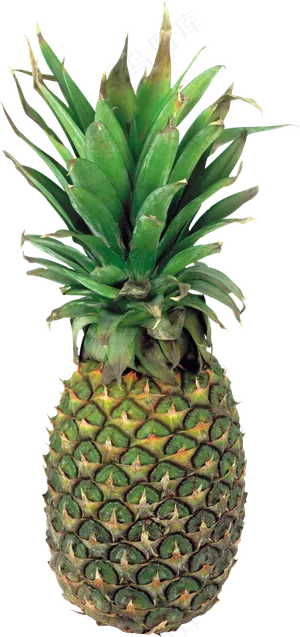 PNG 菠萝 