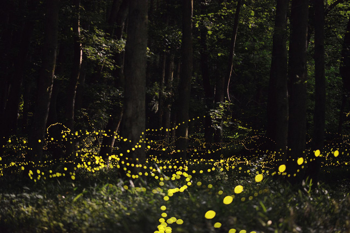 萤火虫效果psd素材