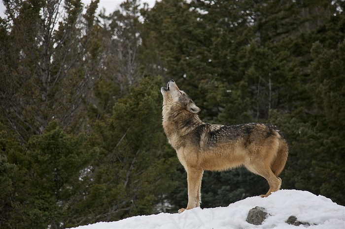 发信号的狼图片