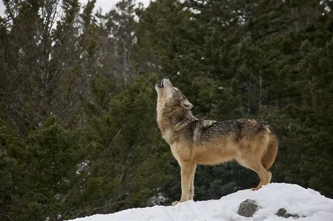 发信号的狼图片