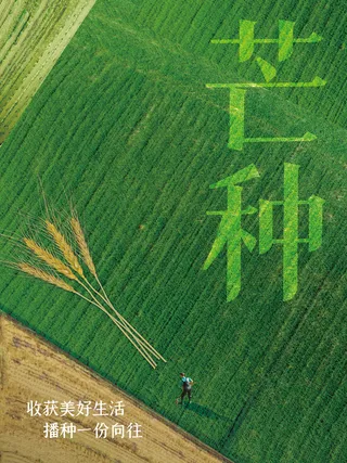 清新简约风芒种节气海报