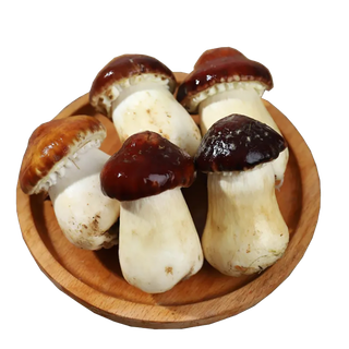 免抠蘑菇松茸图片