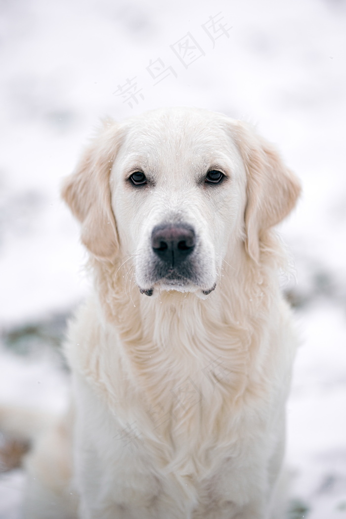 白色帅气金毛犬图片