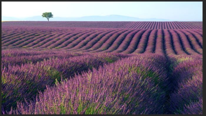 薰衣草高清大图300分辨率可做园艺广告喷绘布海报背景素材