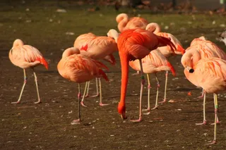 火烈鸟休息图片