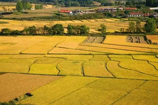 有房有树相间金色的稻田