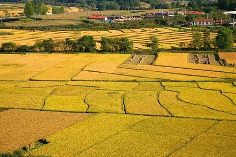 有房有树相间金色的稻田 有房有树相间金色的稻田