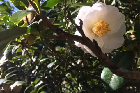 白色茶花图片 白色茶花图片