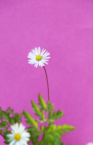 白色纯洁雏菊摄影素材