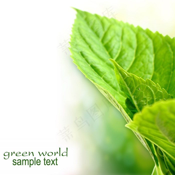 高清绿叶卡片图片下载