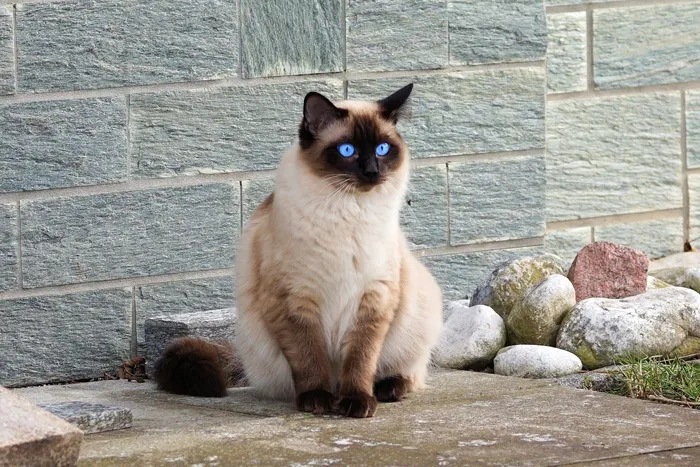 可爱猫咪猫猫摄影素材