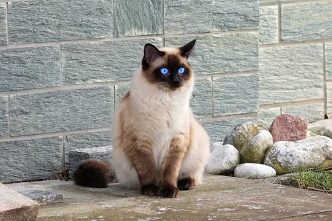 可爱猫咪猫猫摄影素材 可爱猫咪猫猫摄影素材