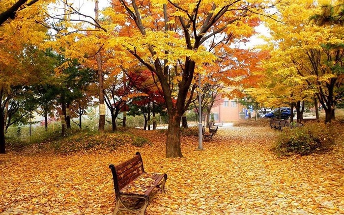 公园里的长木椅秋天风景图片