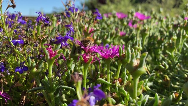蜜蜂, 花, 自然, 薰衣草, 花园, 植物, 风信子
