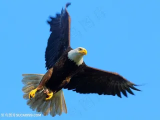 高清在蓝天上翱翔的白头鹰图片