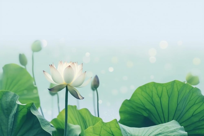 简约摄影清新荷花白绿色背景(1344x896)