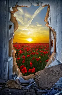 夕阳花海美景图 夕阳花海美景图