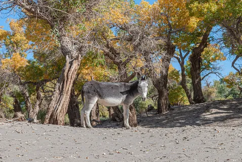 额济纳旗胡杨