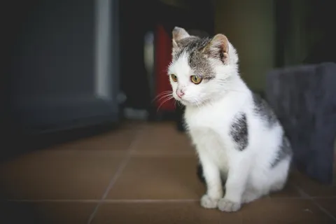 可爱萌猫猫图片 可爱萌猫猫图片