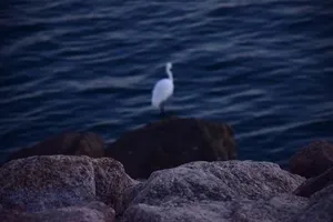 欢乐港湾——白鹭栖息