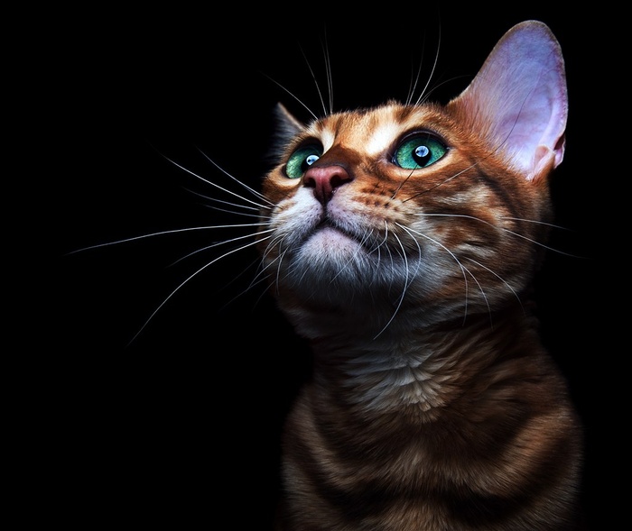 黑色背景思考着的波斯猫咪图片
