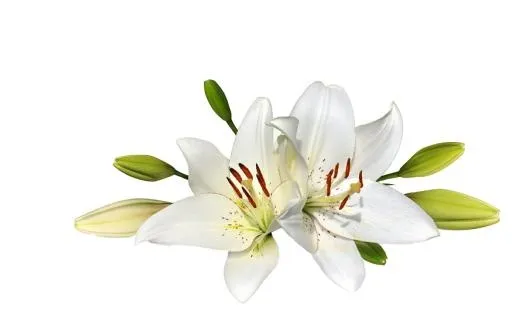 百合花免抠(874x534)