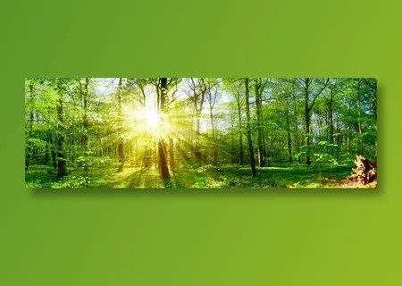 超美的绿色森林 超美的绿色森林