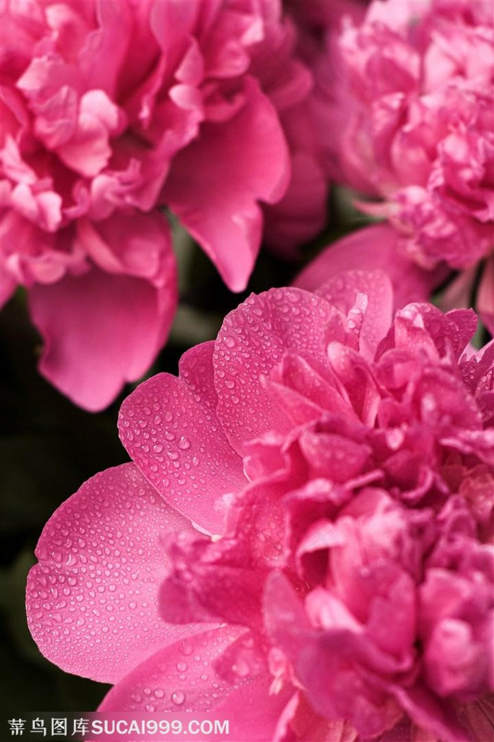 红色大红花背景