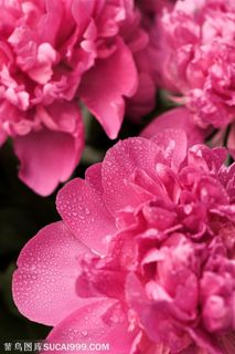 红色大红花背景