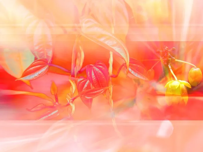 图片设计素材背景鸟语花香