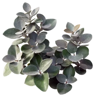 高清树木素材 免抠PSD植物素材 美术绘画园林贴图 树草灌木花草