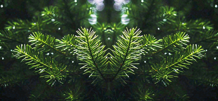 绿色绿植枝叶镜像镜头，新鲜生命力摄影图