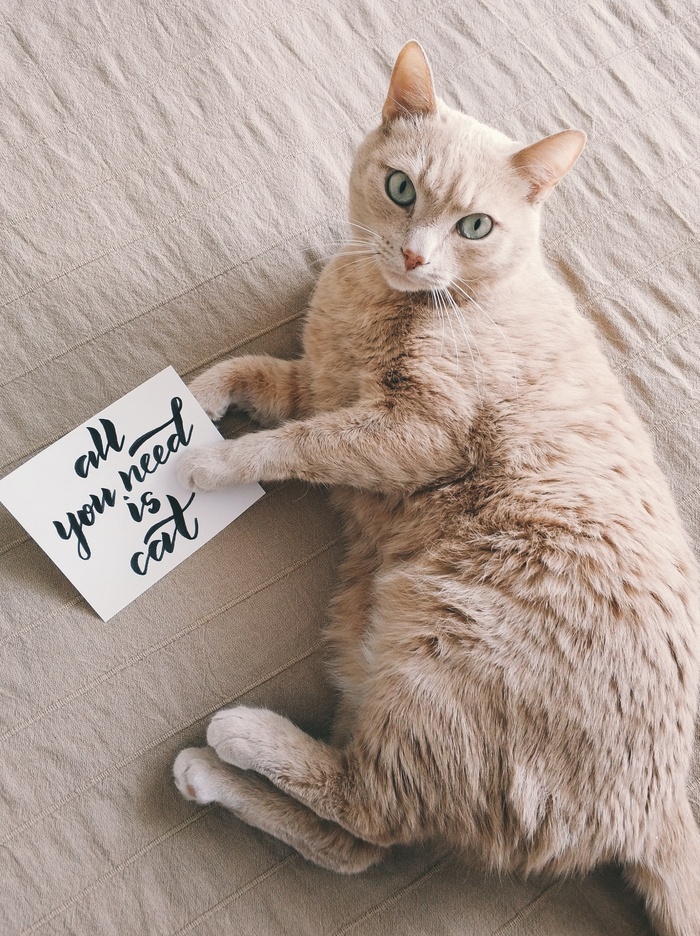 可爱猫咪猫猫摄影素材