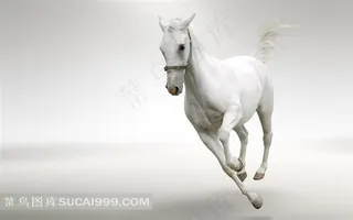 飞奔的白色骏马