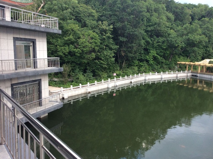 树林边的池水小桥