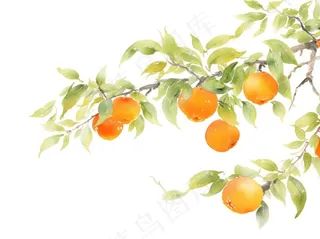 秋 柿子树水彩画插画免抠