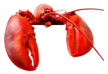 龙虾 PNG免抠(350x240)