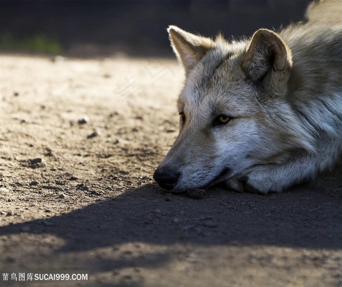 头放地上的狼图片