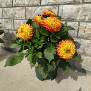 大丽花园艺花卉开花橙黄