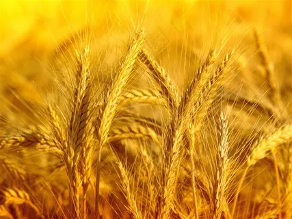 金黄的麦穗高清摄影图片