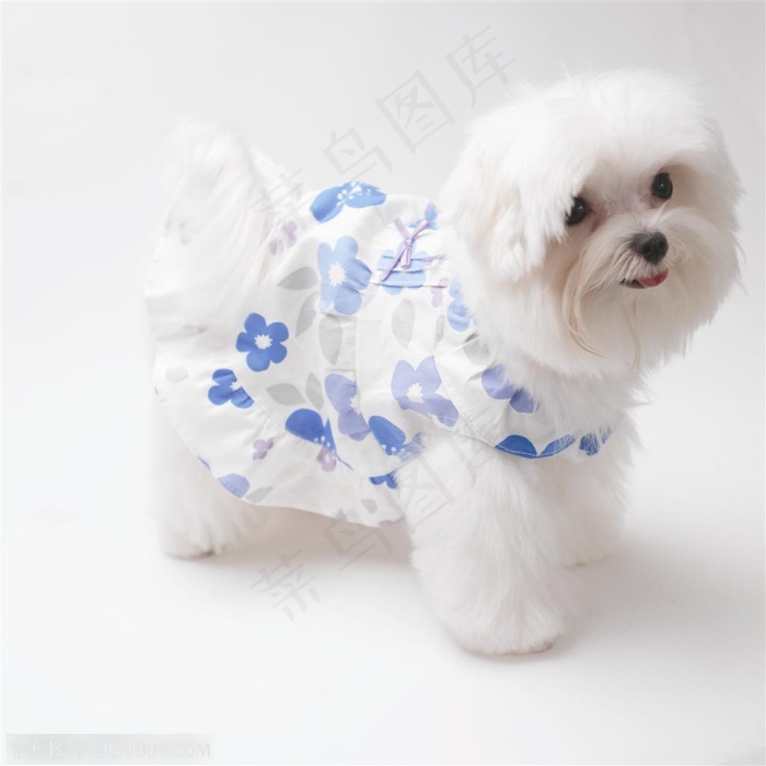 迷你犬-站立的白色狗狗侧面