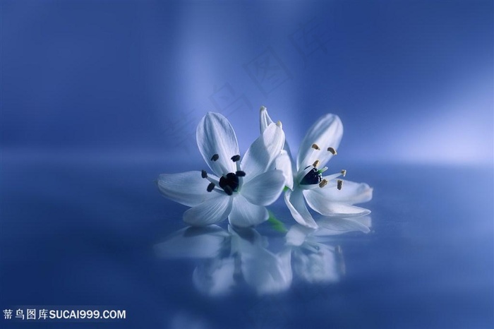 唯美高清鲜花图片