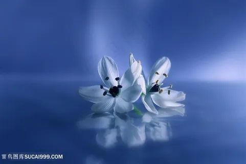 唯美高清鲜花图片 唯美高清鲜花图片