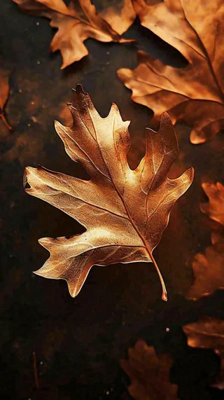 秋叶秋天落叶金黄色秋分