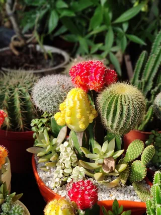 绿色仙人掌仙人球摄影素材