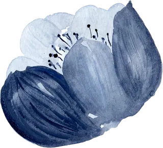 海军蓝金线水彩花卉素材