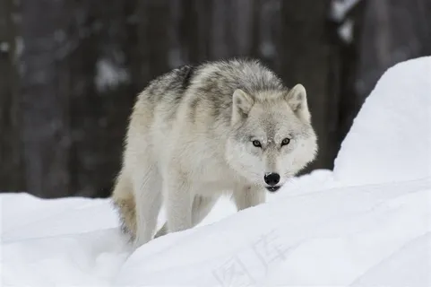 猥琐的白狼图片 猥琐的白狼图片